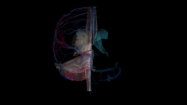 Передня Нижня Мозкова Артерія — стокове відео