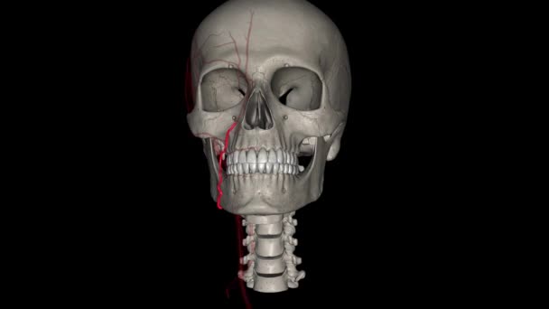 Arteria Facial Una Rama Arteria Carótida Externa Que Suministra Las — Vídeo de stock