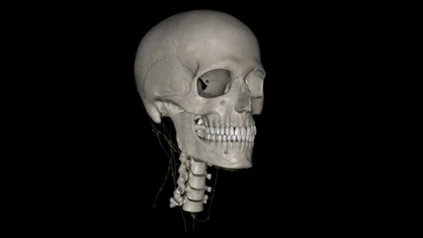 Die Lymphdrainage Von Kopf Und Hals Ist Einzigartig — Stockvideo