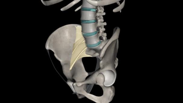 前纵韧带是一种韧带 跨越椎体和椎间盘的前 延伸至脊柱 — 图库视频影像