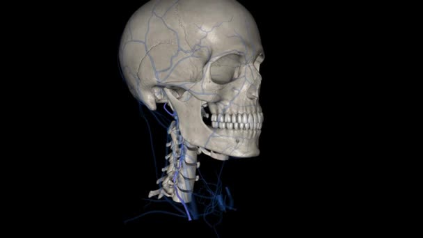 脊椎静脈は アトラスの後部アーチのレベルで外部静脈から発生します — ストック動画