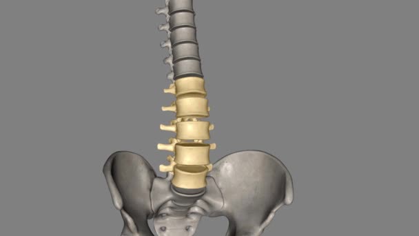 척추는 인간의 해부학에서 갈비뼈와 사이의 척추입니다 — 비디오