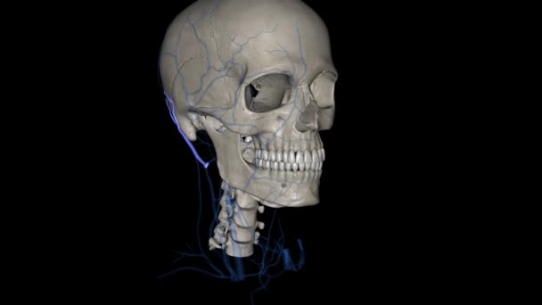 後部オーロラ静脈は頭部の静脈である — ストック動画