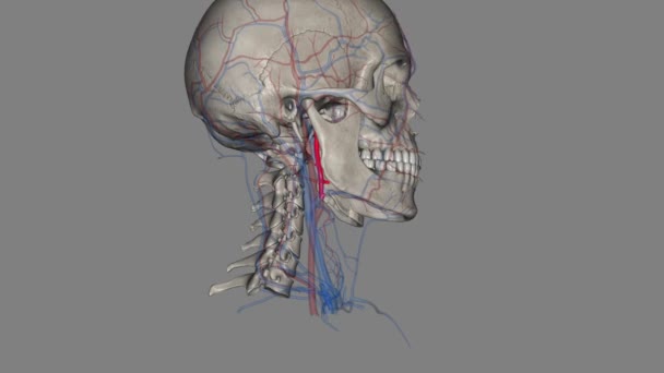 Die Äußere Halsschlagader Ist Eine Hauptschlagader Des Kopfes Und Des — Stockvideo