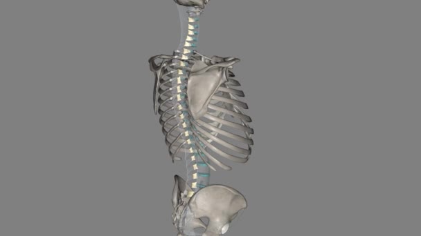 リガンドフラバは 隣接する脊椎のラミナの中心部分を接続する一連の靭帯です — ストック動画
