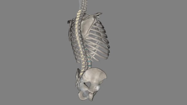 脊椎結紮の役割は 脊椎コラムのスピナスプロセスの分離を制限することにより 柔軟性を制限することです — ストック動画