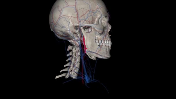 外部カルオチド動脈は 頭と首の主要な動脈である それは外部および内部に分裂するとき共通のカルチド動脈から発生します — ストック動画