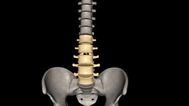 在人体解剖学上 腰椎是位于肋骨笼和骨盆之间的五种椎体 — 图库视频影像