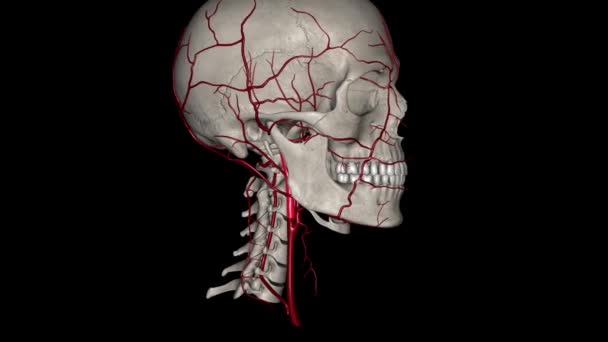 Oksipital Arter Kafa Derisinin Arkasına Sternokleidomastoid Kaslara Atardamar Desteği Sağlayan — Stok video