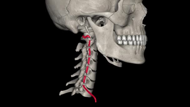 Las Arterias Vertebrales Atraviesan Columna Vertebral Del Cuello Para Proporcionar — Vídeos de Stock