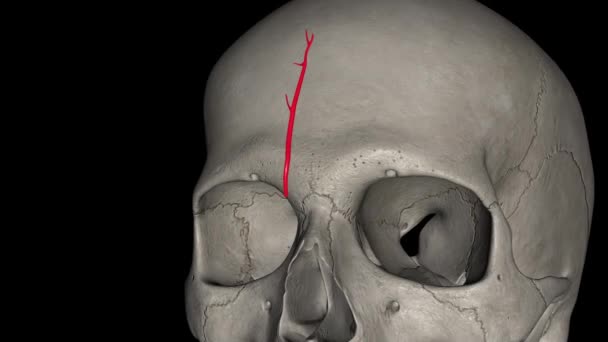 Supratrochlear Arter Frontal Arter Göz Atardamarının Terminal Dallarından Biridir — Stok video