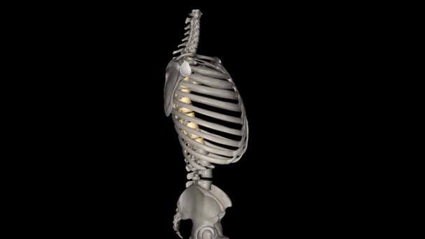 在脊椎动物中 胸椎构成椎柱的中间段 位于颈椎和腰椎之间 — 图库视频影像