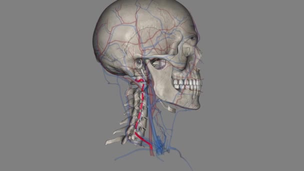 Las Arterias Vertebrales Atraviesan Columna Vertebral Del Cuello Para Proporcionar — Vídeo de stock