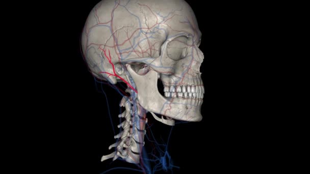Popliteal Artery One Major Arteries Leg Continuation Femoral Artery — Stock Video