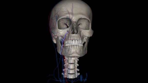 Facial Vein Also Referred Anterior Facial Vein Paired Vessel Main — Stock Video