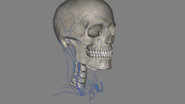脊椎静脈は アトラスの後部アーチのレベルで外部静脈から発生します — ストック動画