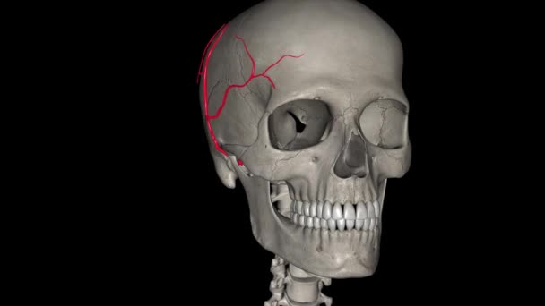 肤浅的额叶动脉是颈外颈动脉的终末分支 位于颈部 — 图库视频影像
