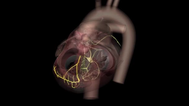 束树枝是心脏电系统的一部分 — 图库视频影像