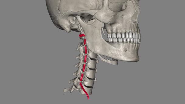 脊椎の動脈は 脳と脊椎に血液を提供するために 首の脊髄を通って実行されます — ストック動画