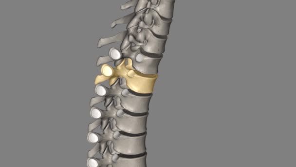 12頭の脊椎は胸部脊椎にあり 1からT 12に番号付けされています — ストック動画