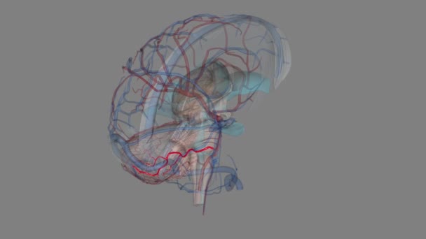 前小脑下动脉3D — 图库视频影像