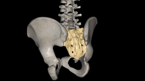 Sacrum Triangular Bone Just Lumbar Vertebrae — Stock Video