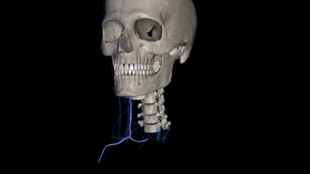 颈前静脉是一种结对的血管 能排出颈部前侧 — 图库视频影像