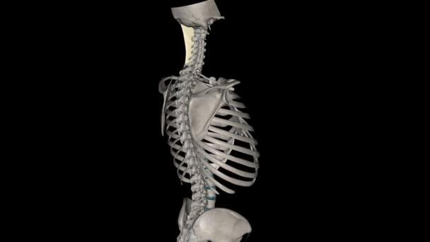 ニッカル靭帯は 首の後ろの靭帯で 頭皮の靭帯が連続しています — ストック動画