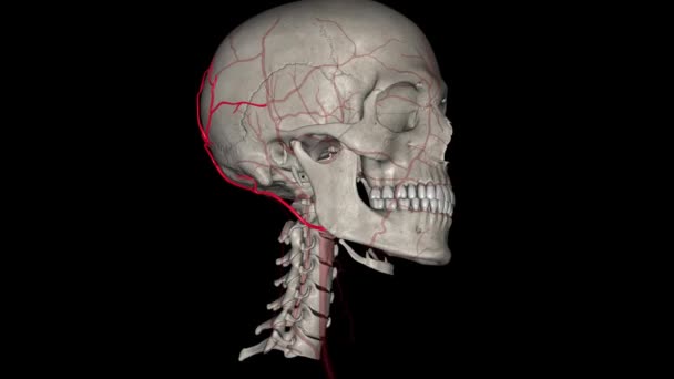 Arteria Occipital Una Rama Arteria Carótida Externa Que Proporciona Suministro — Vídeos de Stock
