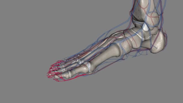 適切な植物のデジタル動脈は足の動脈である — ストック動画