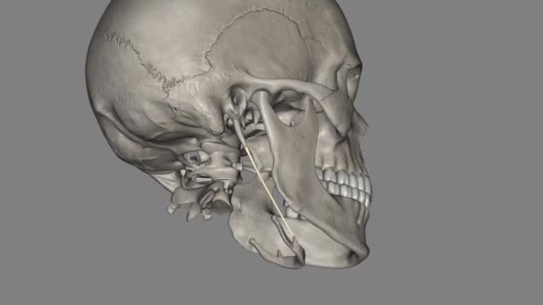 Stylohyoid Ligament Forms Part Styloid Apparatus — Stock Video