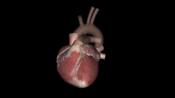 Anterior Cardiac Veins Group Parallel Coronary Veins Course Anterior Surface — Stock Video