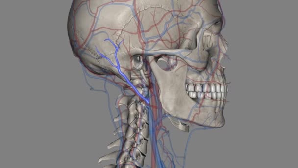 後部オーロラ静脈は頭部の静脈である — ストック動画