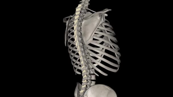 Omurga Kemikleri Arasındaki Bağların Rolü Omurganın Spinöz Süreçlerinin Kısıtlayıcı Bir — Stok video