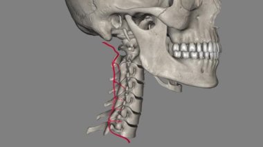 Derin boyun atardamarı (Profunda cervicalis) boyun atardamarıdır. .