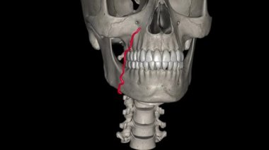 Yüz atardamarı yüzeysel yüzün anatomik yapısını sağlayan dış şah damarının bir dalıdır..