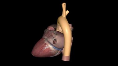 Aort, kanı kalbinden vücudunun geri kalanına taşıyan ana atardamardır..