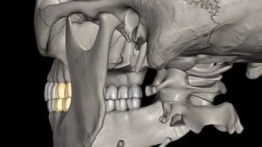 Molar, Maxillary ve Mandibular 3d