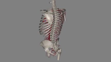 Ortak atardamar gövdesinde tek bir büyük atardamar arızasıdır. .