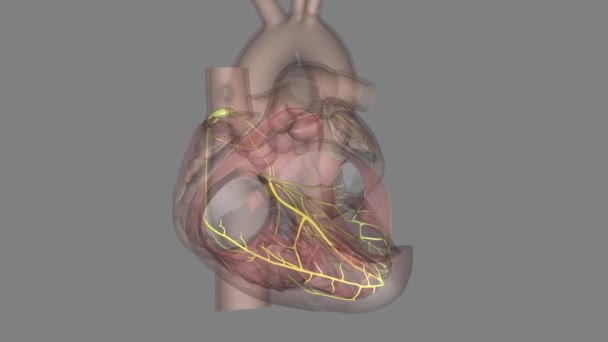 Cabang Bundel Adalah Bagian Dari Sistem Listrik Jantung — Stok Video