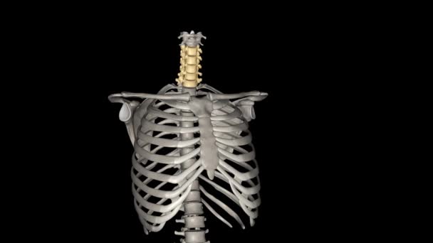 Coluna Cervical Região Pescoço Consiste Sete Ossos Vértebras Que São — Vídeo de Stock