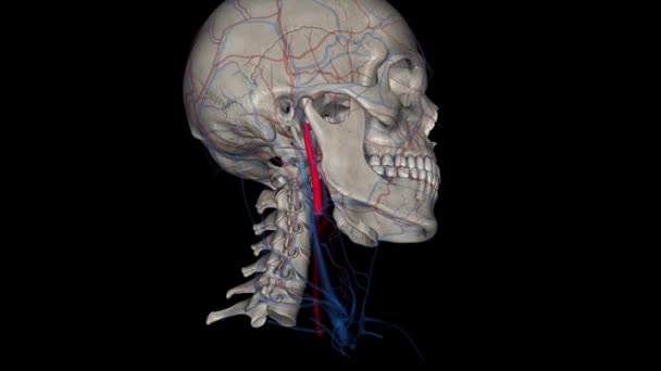 Arterie Carotidi Interne Sono Rami Delle Arterie Carotidi Comuni Che — Video Stock