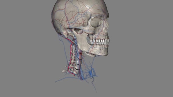 颈深动脉 Profunda Cervicalis 是颈部的动脉 — 图库视频影像