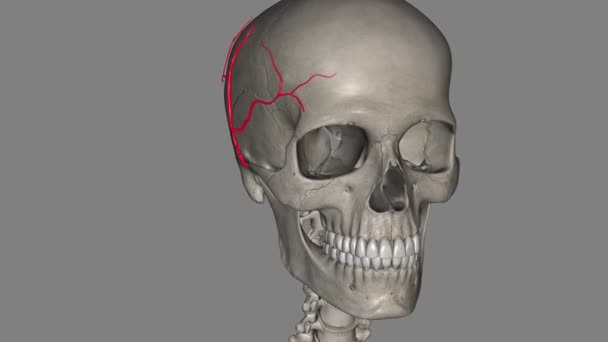 Arteri Temporal Dangkal Adalah Cabang Terminal Dari Arteri Karotid Eksternal — Stok Video
