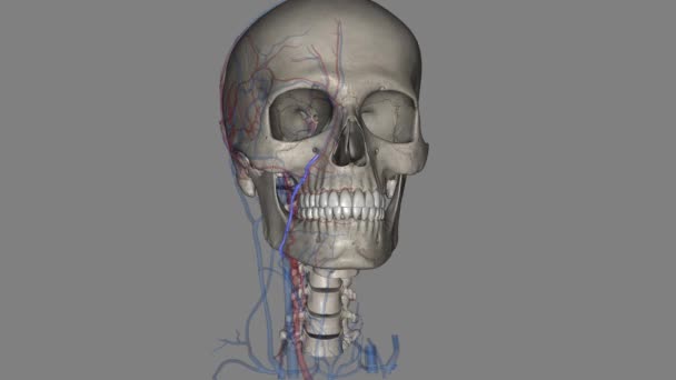 面部静脉 也被称为前面部静脉 是一种配对血管 也是面部的主要静脉 — 图库视频影像