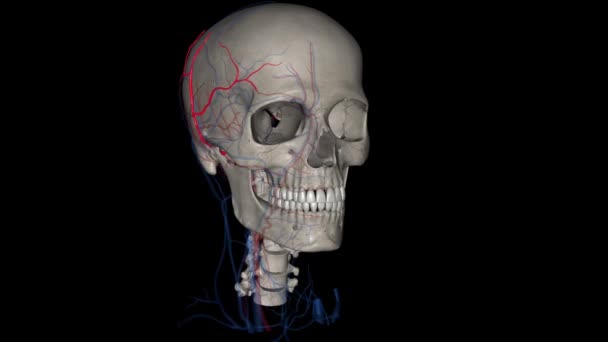 Arteria Temporal Superficial Una Rama Terminal Arteria Carótida Externa Que — Vídeo de stock