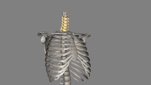 Tulang Belakang Serviks Bagian Leher Terdiri Dari Tujuh Tulang Vertebra — Stok Video
