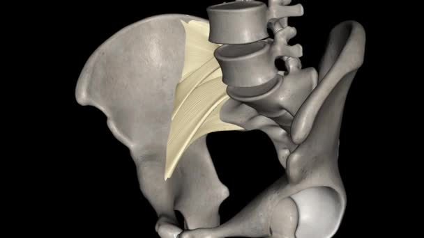 前纵韧带是一种韧带 跨越椎体和椎间盘的前 延伸至脊柱 — 图库视频影像