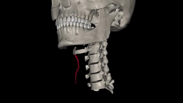 甲状腺上动脉是供应甲状腺的颈外动脉的第一个分支 — 图库视频影像