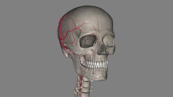 表面的な時間動脈はあなたの首にあるあなたの外的なカルチド動脈の末端の枝です — ストック動画